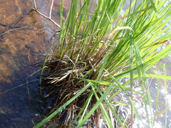 Carex aquatilis substricta