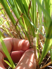 Carex aquatilis substricta