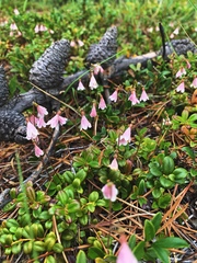Linnaea borealis longiflora