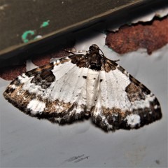 Melanthia procellata