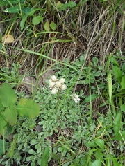 Antennaria rosea