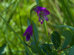 Gladiolus palustris