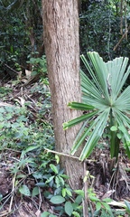 Alseis yucatanensis