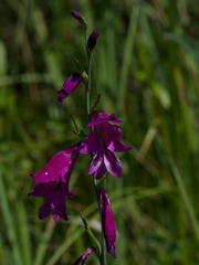 Gladiolus palustris