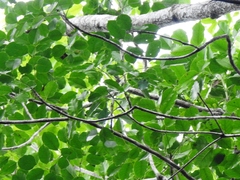 Metopium brownei