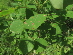 Aceria varia
