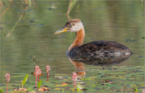 Red-necked Grebe