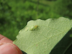 Aceria varia