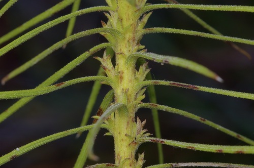 Image of Liatris glandulosa by (c) Michelle W. （鍾偉瑋）, some rights reserved (CC BY)