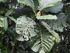 Pentagonia donnell-smithii