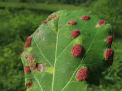 Aceria varia