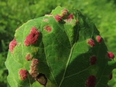Aceria varia