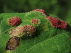 Aceria varia