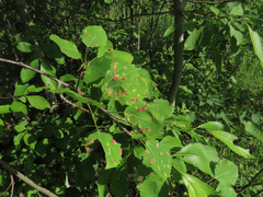 Aceria varia