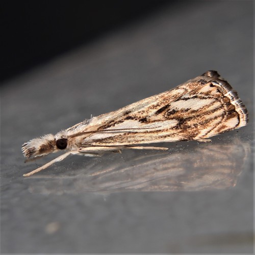 Chequered Grass-veneer