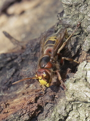 Vespa crabro