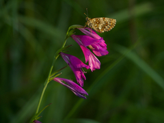 Gladiolus palustris