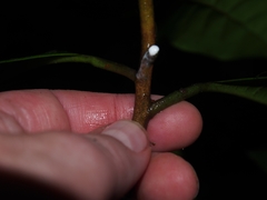 Sapotaceae