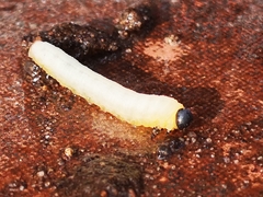 Tethida barda