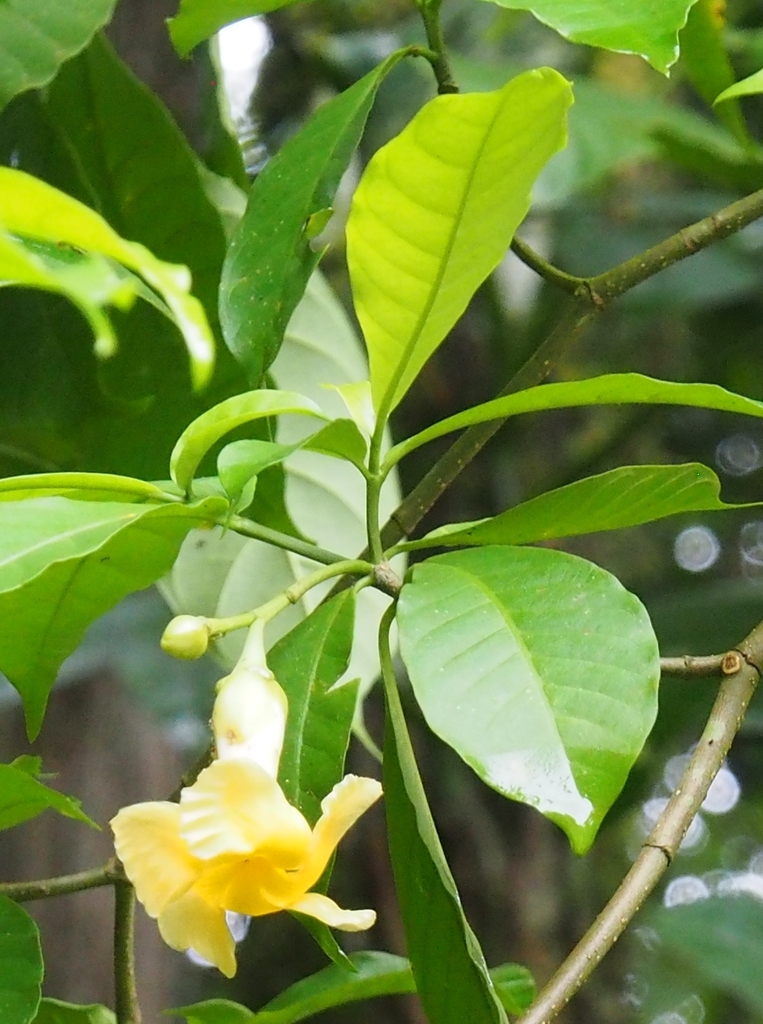 Tabernaemontana robinsonii