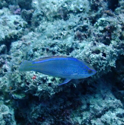 Cirrhilabrus lineatus observed 2024-09-14