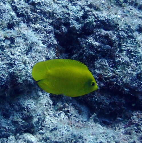 Golden angelfish (Centropyge heraldi) — Pomacanthidae — 5
