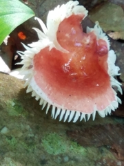 Russula silvicola