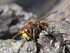 Vespa crabro