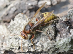 Vespa crabro