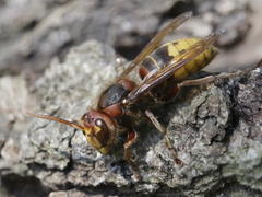 Vespa crabro