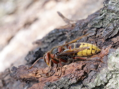Vespa crabro