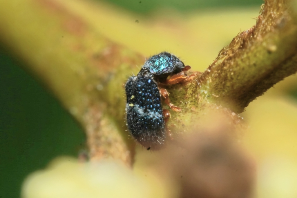 Parapylus sedlaceki