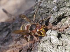 Vespa crabro