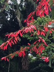 Warszewiczia coccinea