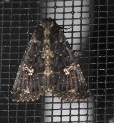 Condica dolorosa