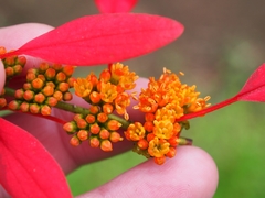 Warszewiczia coccinea