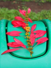 Warszewiczia coccinea