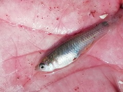 Pseudoxiphophorus bimaculatus