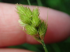Carex crawfordii