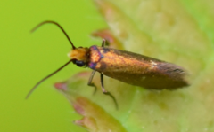 Micropterix aruncella