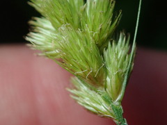 Carex crawfordii