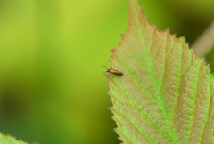 Micropterix aruncella