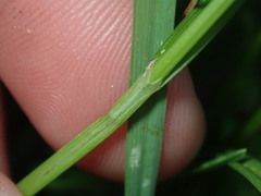 Carex crawfordii