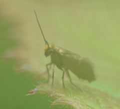 Micropterix aruncella