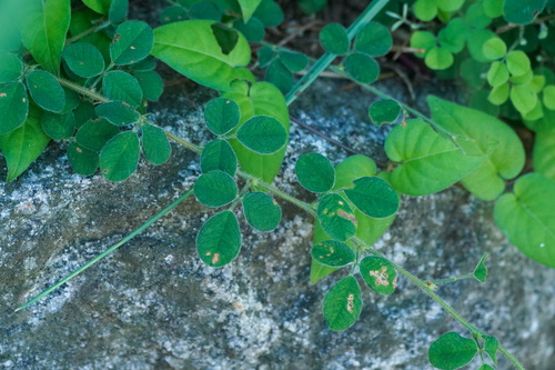 Image of Lespedeza pilosa by (c) WATANABE Hitoshi 渡辺仁, some rights reserved (CC BY)