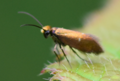 Micropterix aruncella