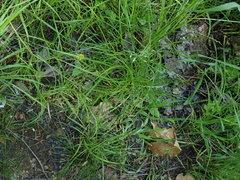 Carex crawfordii