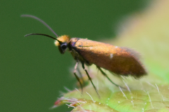 Micropterix aruncella