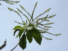 Alseis yucatanensis