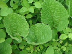 Aristolochia foetida